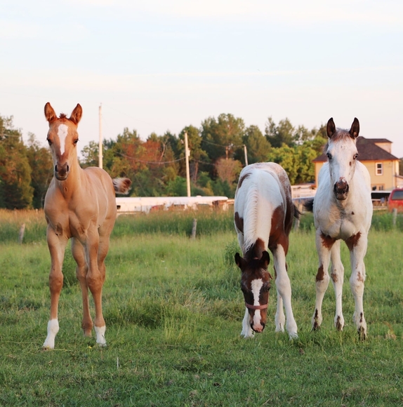 Meet your Posher, Jessica - Picture 1 of 1